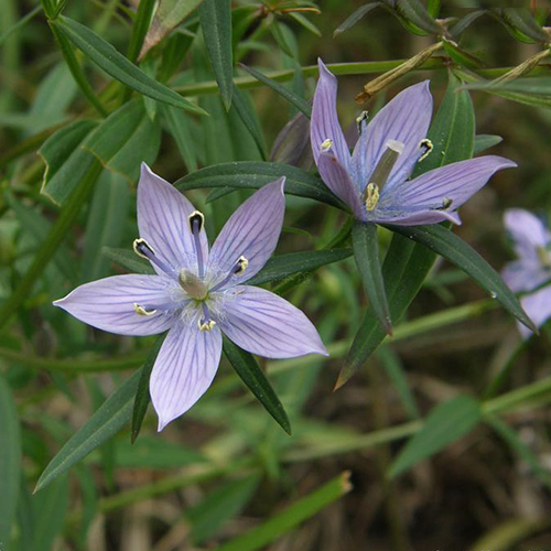 Swertia Chirata