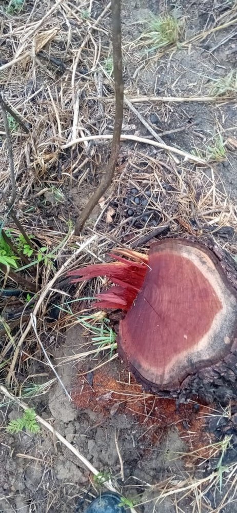 Khair Tree Kattha (Catechu)