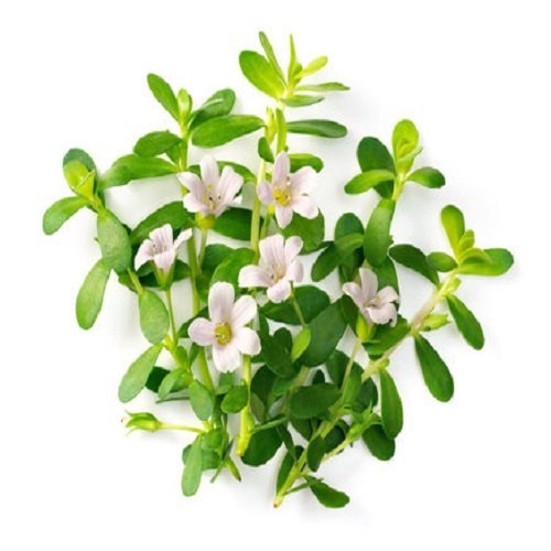 Brahmi Extract, Packaging Size: 1kg
