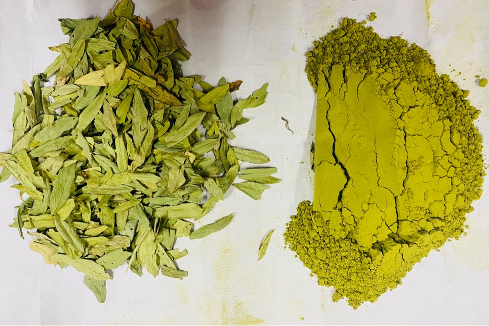 Sonamukhi Senna Leaves Powder, Packaging Size: 25 kg