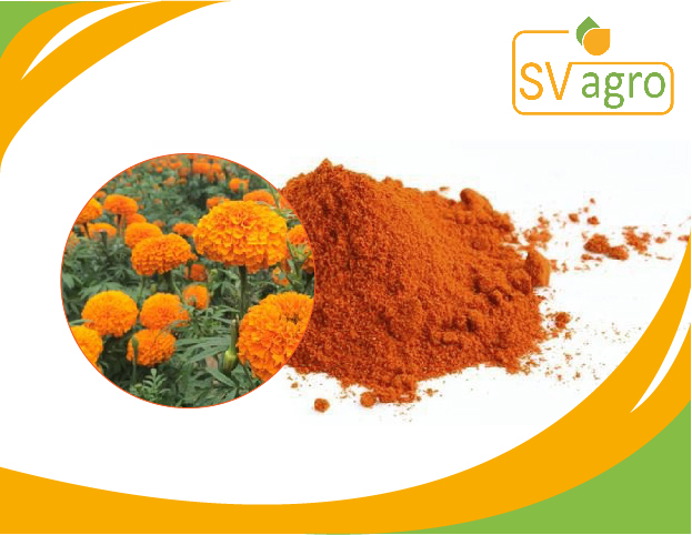 Marigold Extract 5%, 10%, 20%, 80%