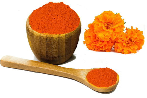 Flower Zeaxanthin / Marigold Extract 5%, Ambe Natural
