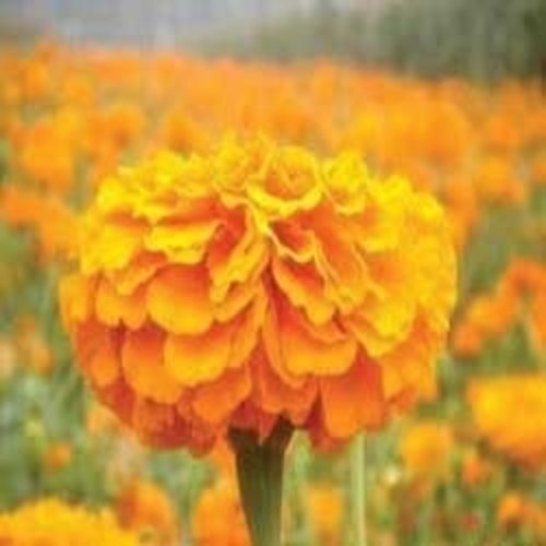 Lutein (Marigold Extract)