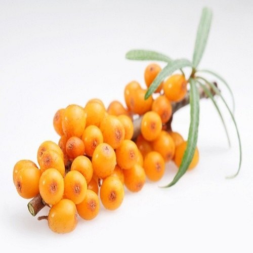 Sea Buckthorn Extract, Packaging Size: 1kg
