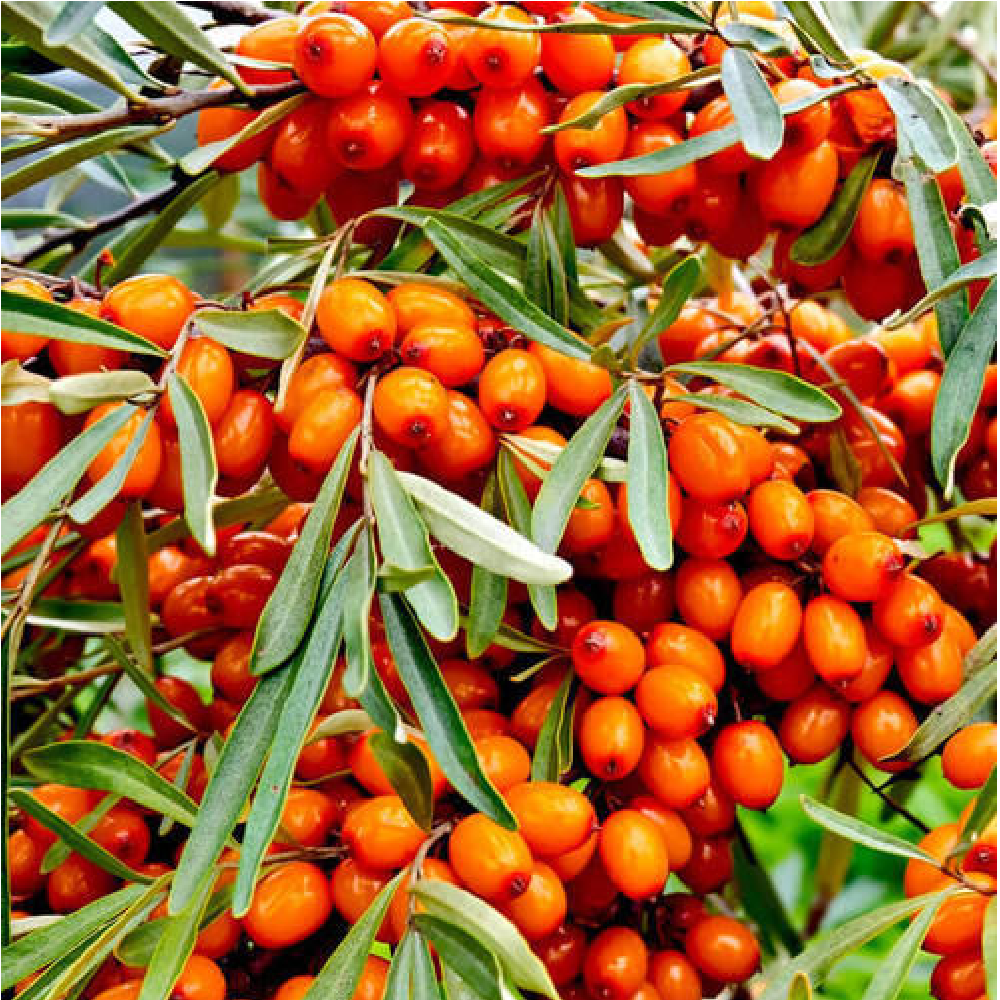 Green Heaven Sea Buckthorn Extract Powder, Packaging Type: Packet, Pack Size: 5 kg