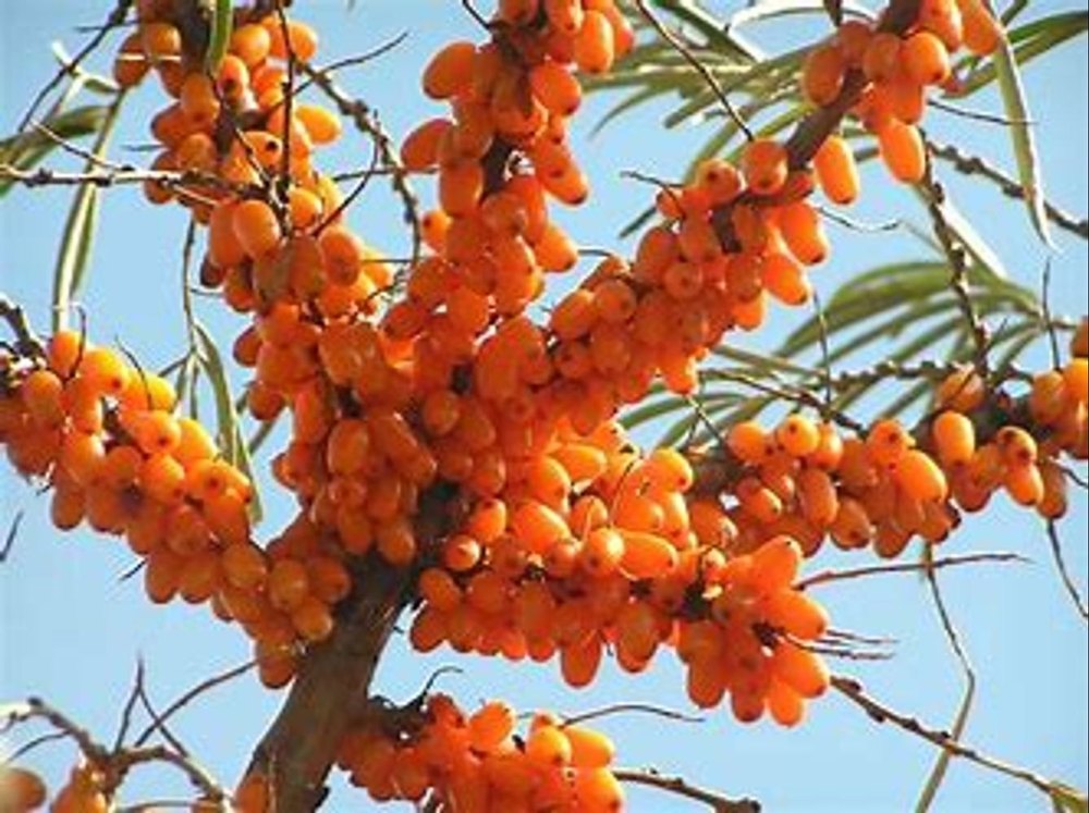 Seabuckthorn Berry Oil