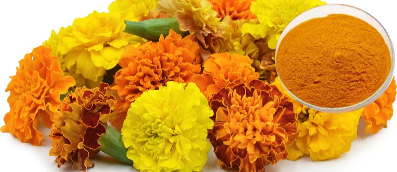 Lutein Extract