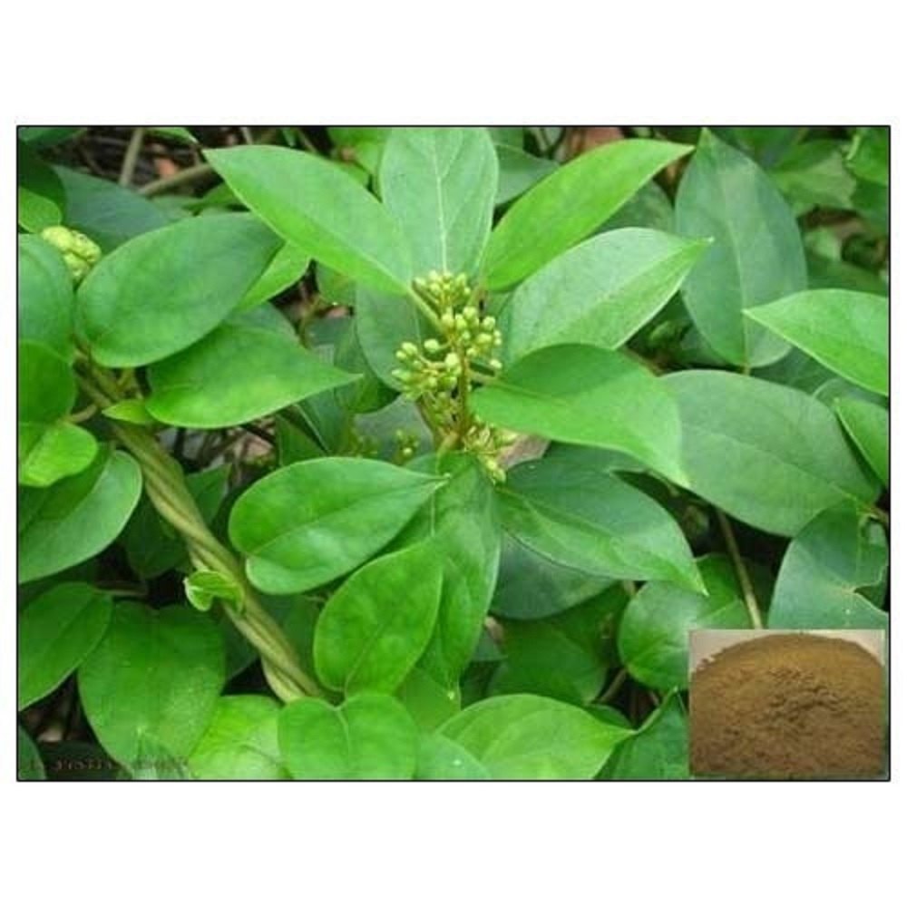 Natura Gymnema Extract, Leaves, Common Name: Gurmar