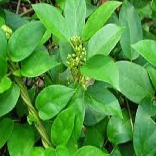 SIRUKURUNJAN / COW PLANT
