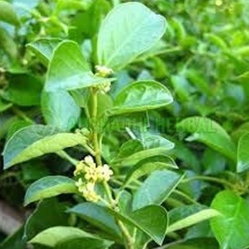 Gymnema Extract Powder, Packaging Size: 25 kg, Leaves