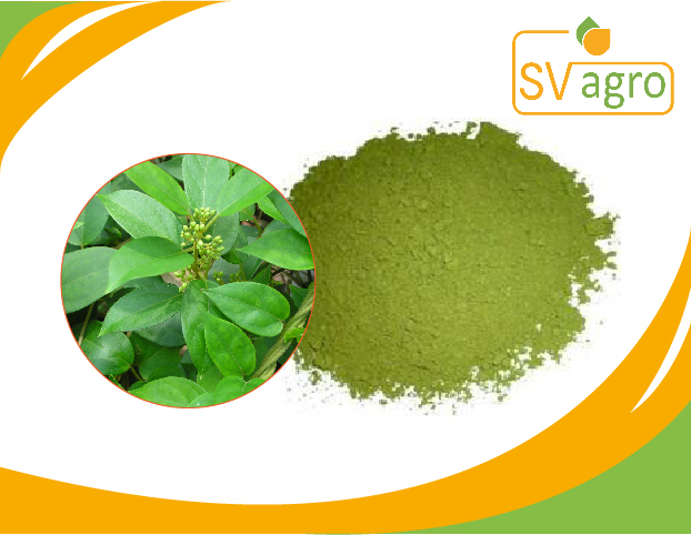 Gymnema Extract Powder, Pack Size: 25 Kg