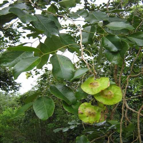 Pterocarpus Marsupium Vijaysar Extracts, Packaging Type: Drums, Packaging Size: 25 Kg