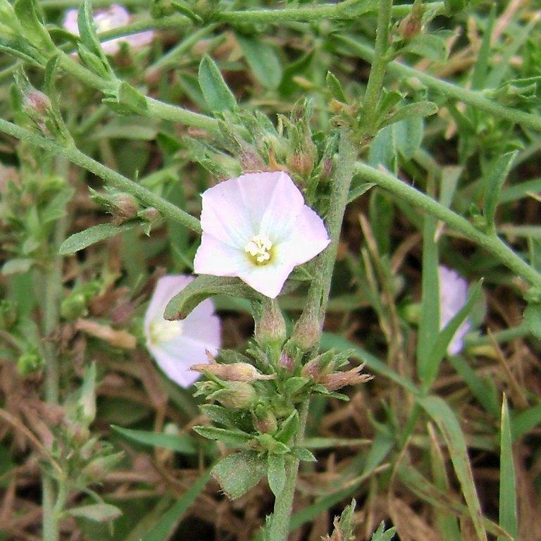 Shankhpushpi Panchang (Convolvulus prostratus), Packaging Size: 25 kg