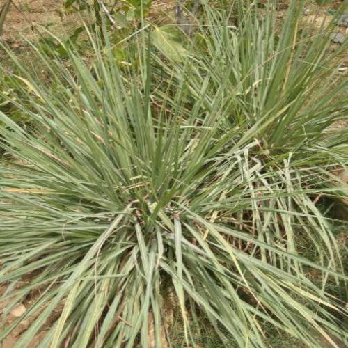 Lemon Grass Tea