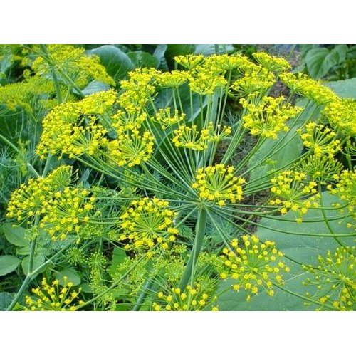Horticultural Impex Extract Anethum Sowa, Packaging Type: Packet, Packaging Size: 1 Kg