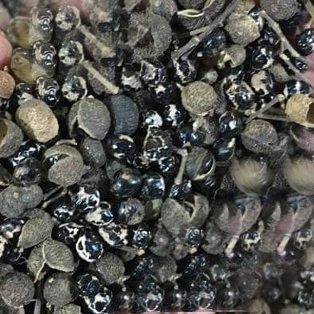 Black Natural Adenanthera Pavonina Seed, Packaging Type: Loose, 50Kg