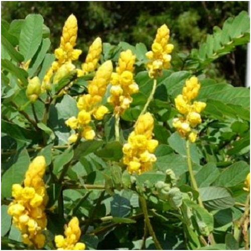 Horticultural Impex Cassia Alata, Packaging Type: Packet, 1 Kg