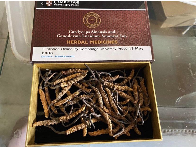 Cordyceps Sinensis