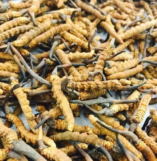 Dry Cordyceps Sinensis, Haya Naturals