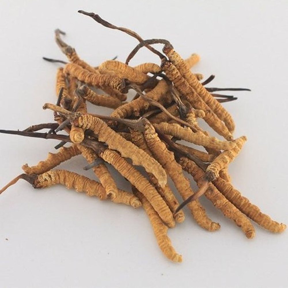 Dry Cordyceps Sinensis