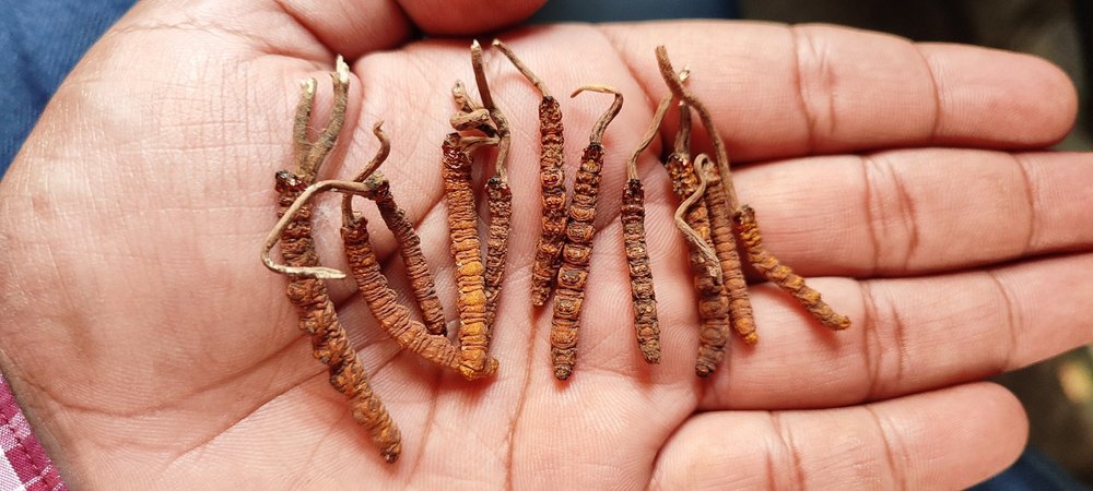Brown Cordycep Sinensis, Packaging Type: Bag
