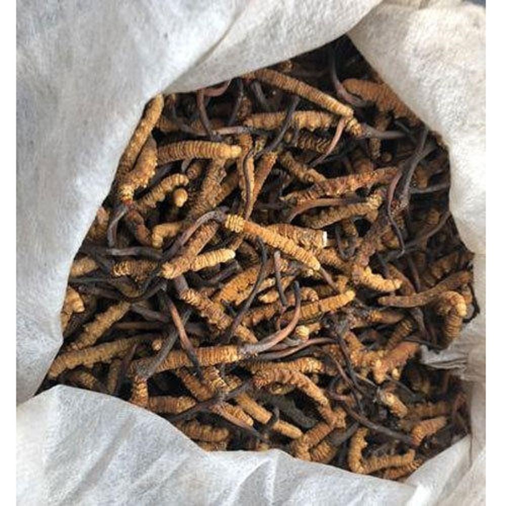 Cordyceps Sinensis