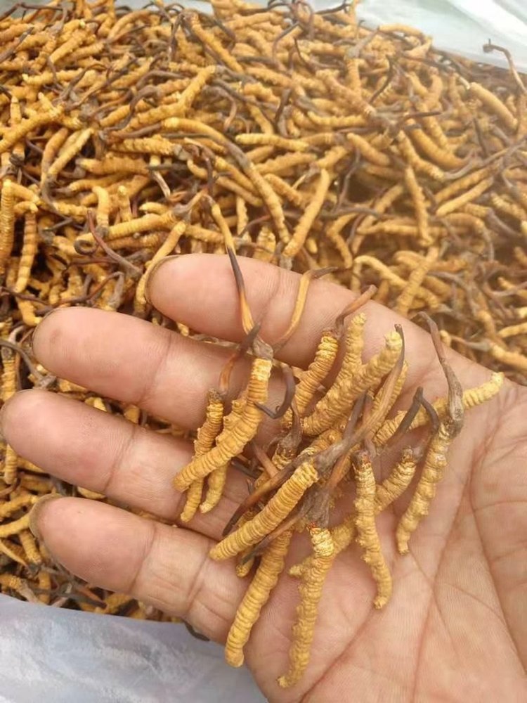 Yellow Yarsagumba Cordyceps Sinensis Kida Jadi, Packaging Type: Plastic, Packaging Size: 10gm To 1kg