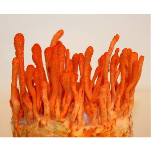 Cordyceps Militaris Mushroom, Prescription