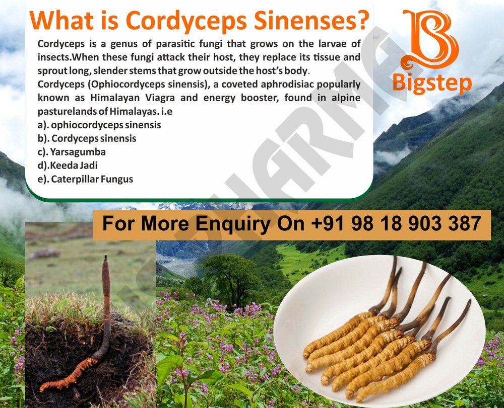 Bigstep Caterpillar Fungus Yarsagumba Ophiocordyceps Sinensis, Non prescription, Treatment: Cancer