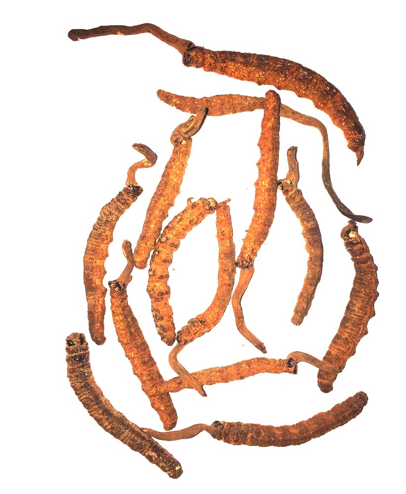 100% Pure, Organic & Natural DRY Brown Kida Jadi CORDYCEPS (Yarsagumba) Sinensis