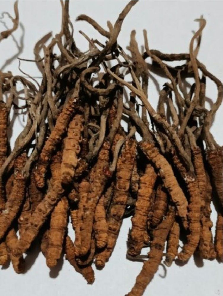 Ophiocordyceps Sinensis Brown Himalayan Dry Keeda Jadi, Packaging Type: Loose