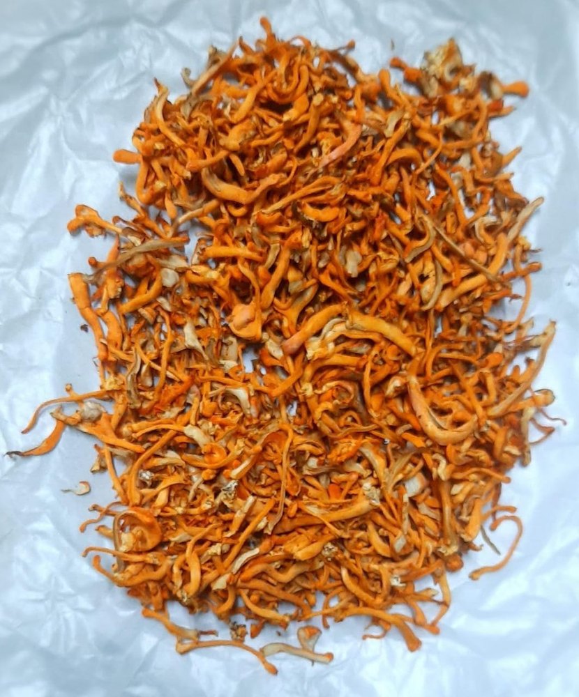 Orange Cordyceps Militaris, Packaging Type: Packet, Packaging Size: Min 30g