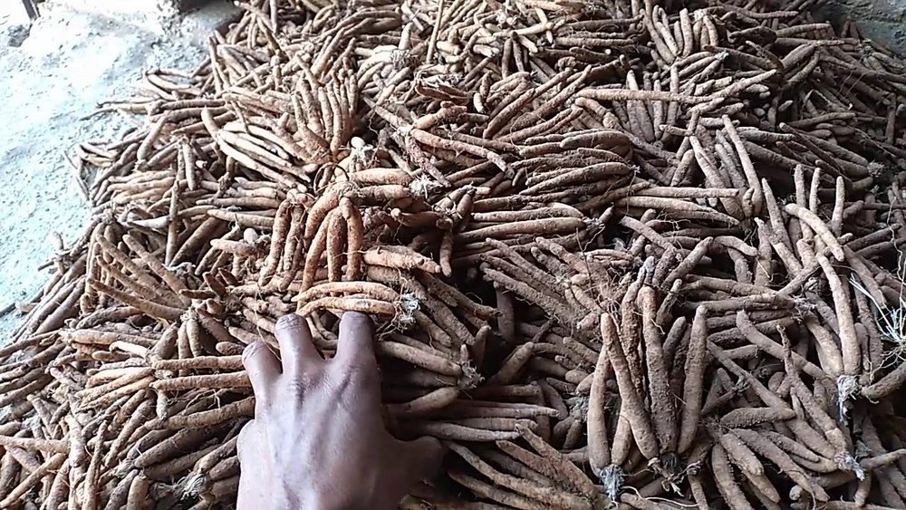 not defined original colour Safed musli seeds
