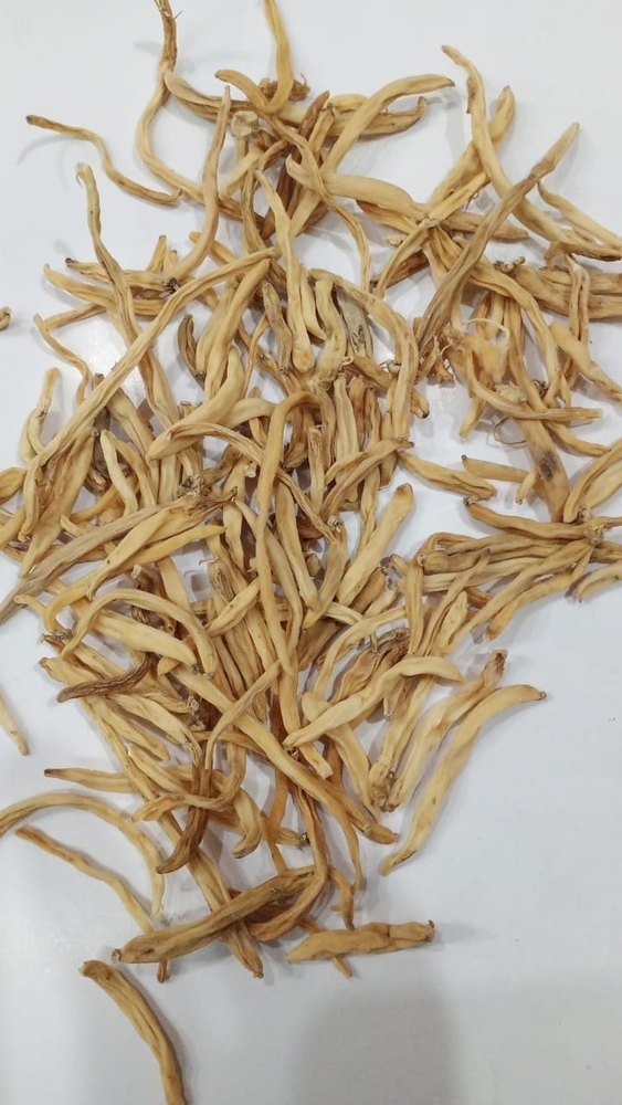 Chlorophytum Borivilianum Ayurvedic White Musli