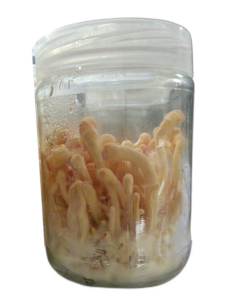 Citrullus Colocynthis Brown Cordyceps Militaris, Packaging Type: Bag, Packaging Size: 350gm