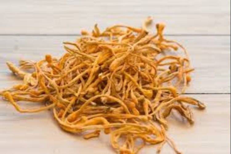 Citrullus Colocynthis Brown Dried Cordyceps Militaris Mushroom