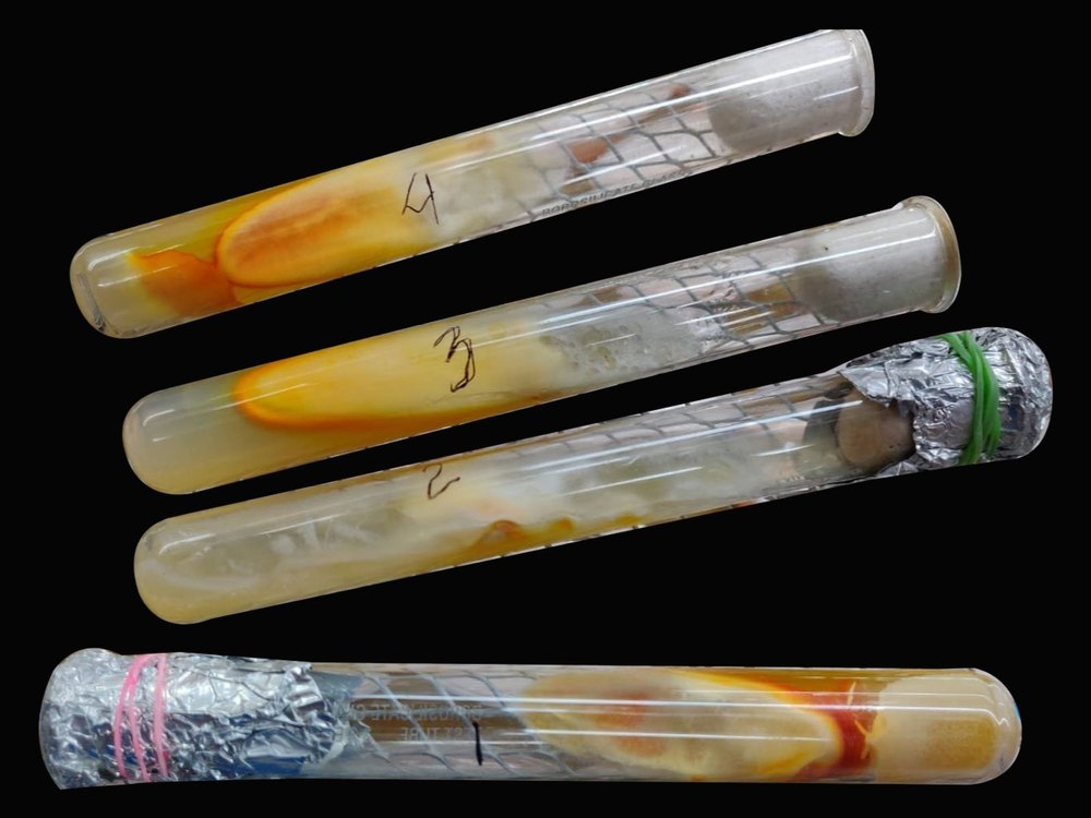 Cordyceps Mushroom Mother Culture, Packaging Type: Tube, Packaging Size: 10ml