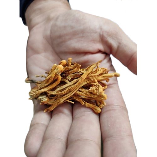 Dried Cordyceps Militris