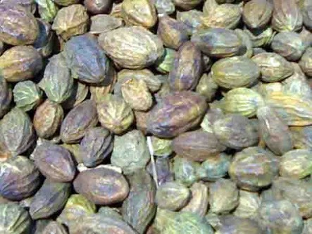 Matushri Terminalia Chebula, Packaging Type: Plastic Bags