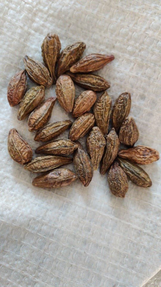 Himachal Harrad kabuli Terminalia Chebula, Packaging Type: Bag, Packaging Size: 50kg