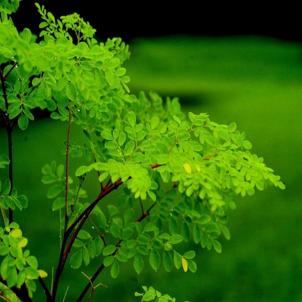 Moringa Oleifera, Packaging Type: Vaccum Bag