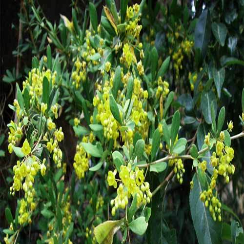 Berberis Aristata 95% By HPLC