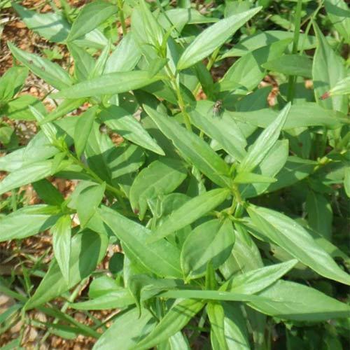 Daru Haldi Extract - Berberis Aristata Extract, Packaging: 5 & 25 kg