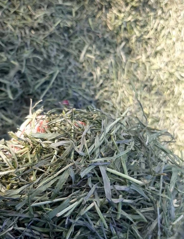 Green Dry Wheat Grass Leaf, Packaging Type: Poly Bag