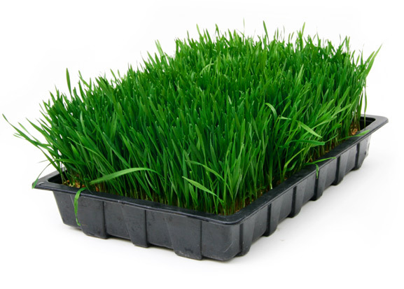 Wheat Grass