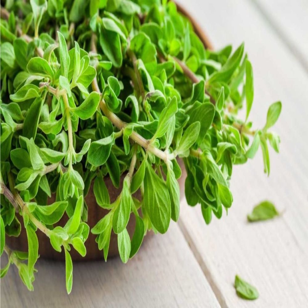 Organic Marjoram