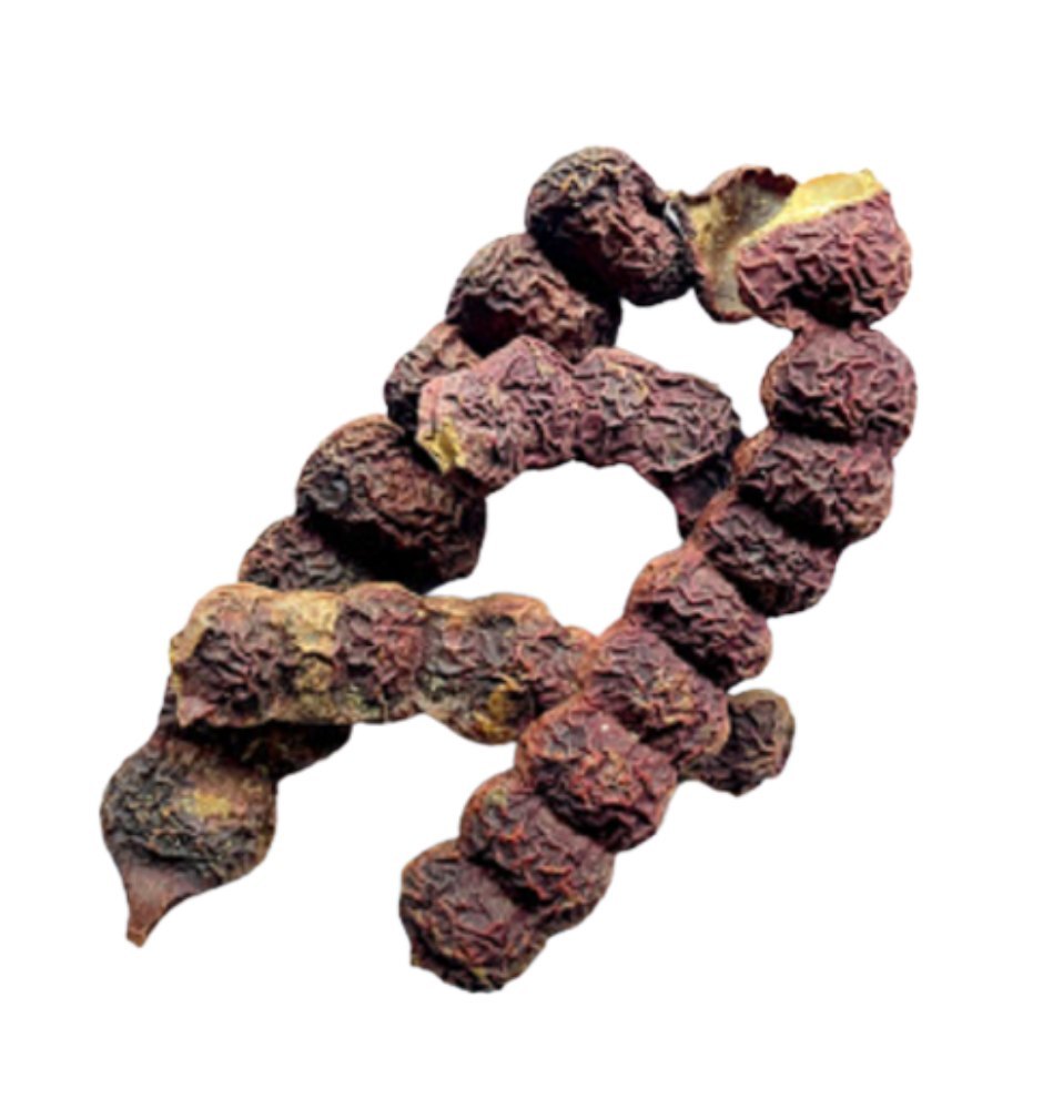 Red Acacia Concinna Shikakai