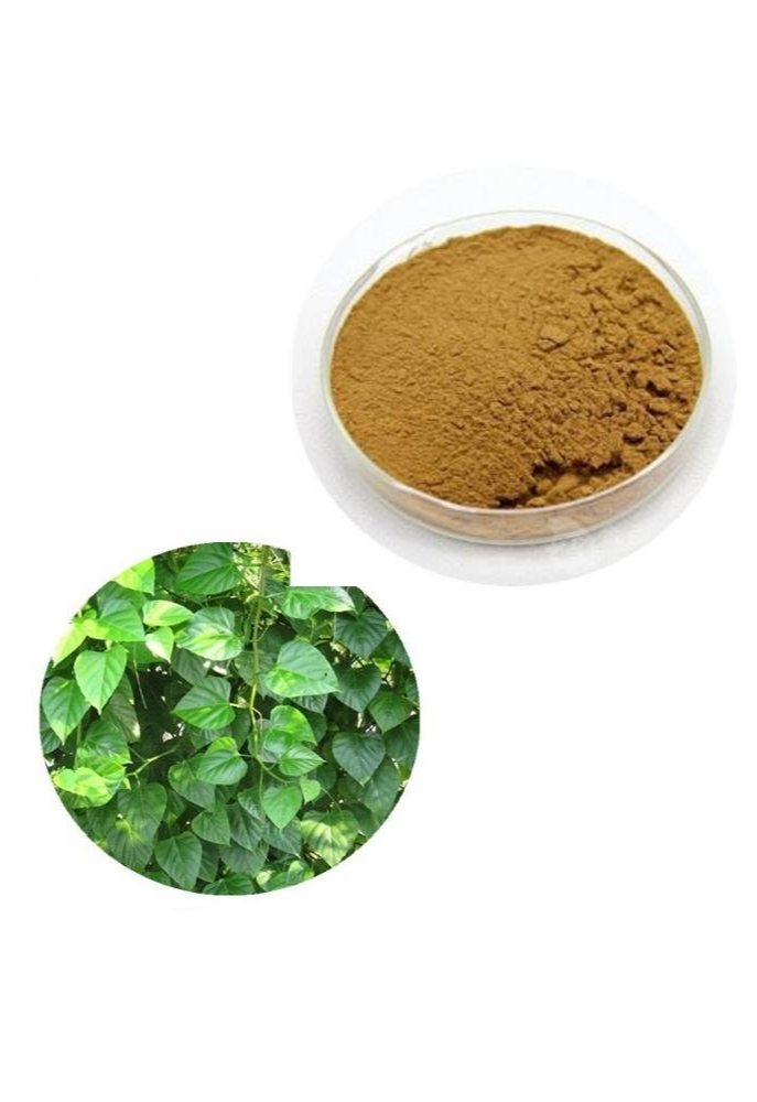 Herbal Extract Organic Cissus Quadrangularis Powder (Hadjor, Hadjori)