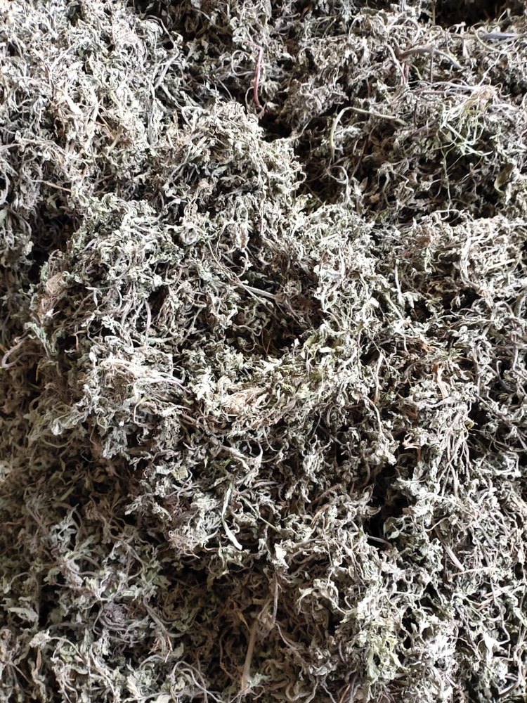 Desmodium Gangeticum, Grade Standard: Medicine Grade