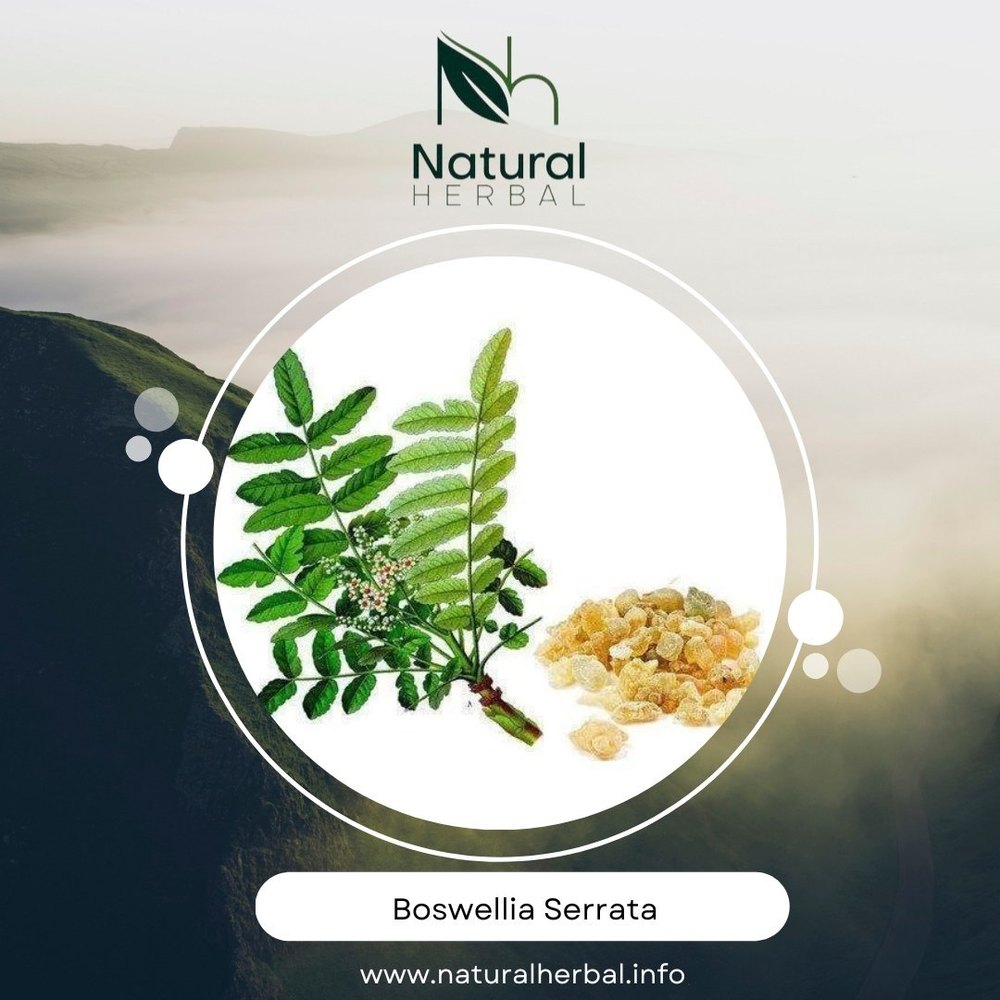Gum Solid Boswellia Serrata (Salai/Salai Guggul), For Clinical, Packaging Type: Box